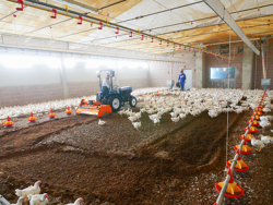 removedor triturador de cama avícola para tractor pavo 120