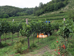 trituradora de martillos lince 140 para hierba y restos de poda