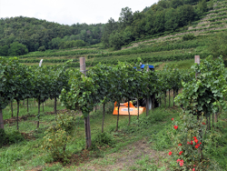 trituradora de martillos lince sp100 desplazable para kubota iseki